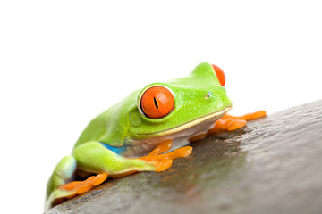 red-eyed tree frog