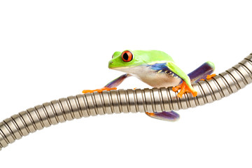Fototapeta premium red-eyed tree frog on tubing isolated