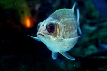 fish