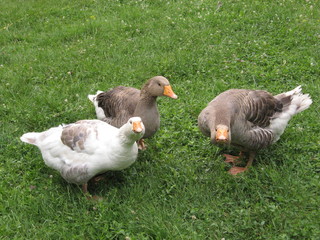 three gooses