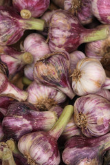 fresh garlic at the market