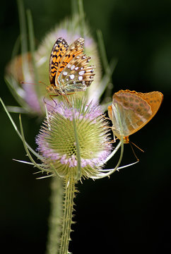 mariposas