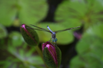 dragonfly