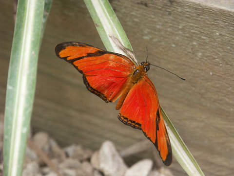 Papillon orange