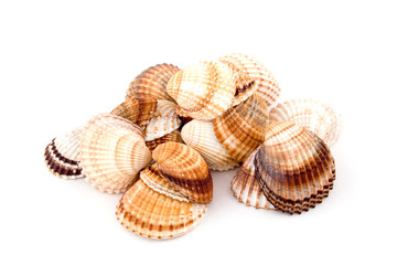 shells
