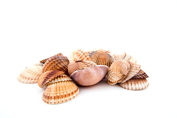 shells