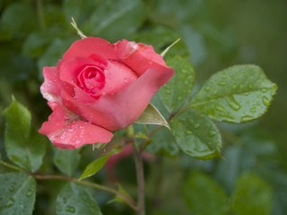 pink rose