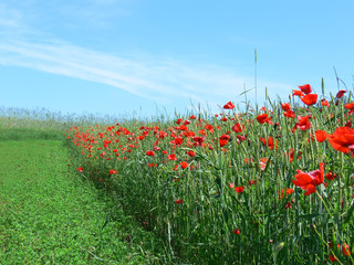 field with red poppies