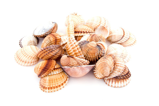 shells