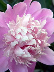 macro pink peony