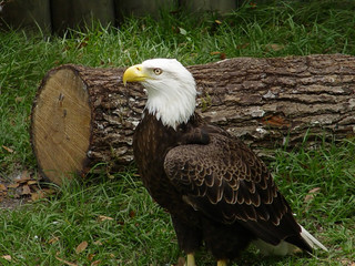 eagle-rb