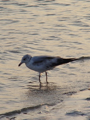 seagull in the ocean-rb