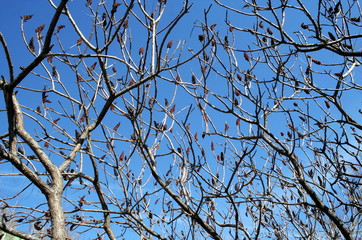 branches of the chestnut