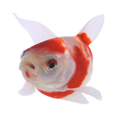 koi