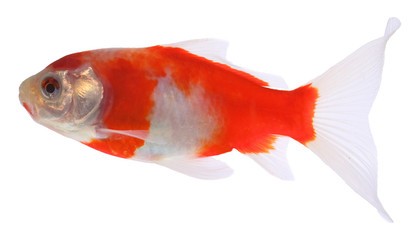 goldfish