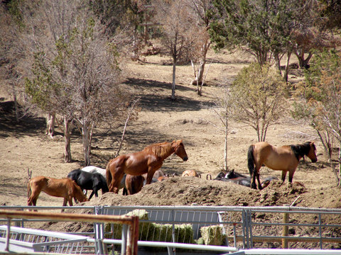 mustangs at blm holding center,utah