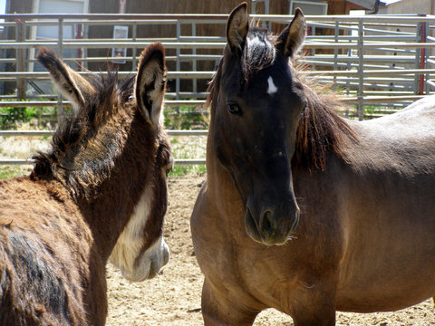 mustang and wild burro at blm holding center,utah