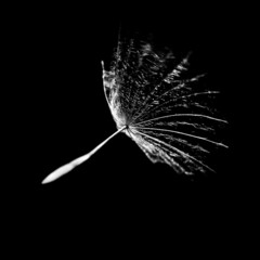 a dandelion seed in the wind