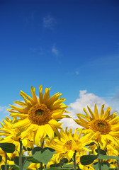 Fototapeta premium sunflowers and a blue sky
