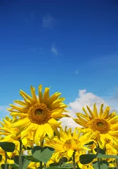 Papier Peint photo Lavable Tournesol sunflowers and a blue sky