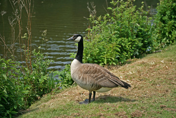 greater canada goose