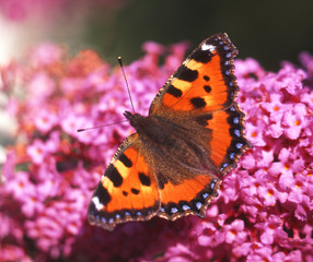 kleiner fuchs -schmetterling