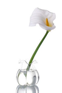 Fototapeta white calla lilly