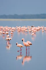 Printed kitchen splashbacks Flamingo flamingos