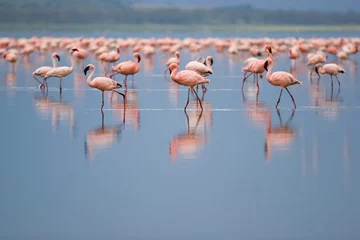 Fotobehang Flamingo flamingo& 39 s