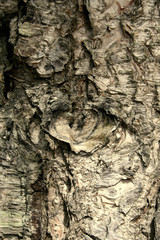 wood pattern