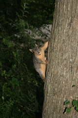 squirrel
