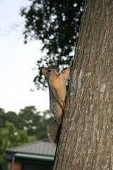 Obraz premium squirrel