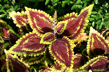 green and brown plant leaves