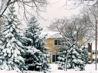 Naklejka premium snow covered tree's