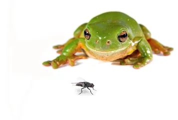Crédence de cuisine en verre imprimé Grenouille green tree frog and a fly