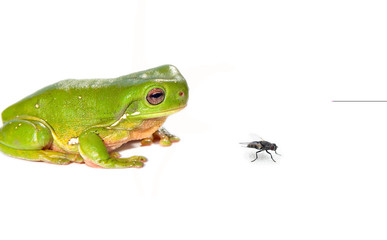 green tree frog and fly on white background