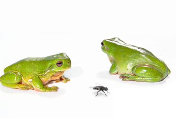 two green tree frogs and a fly