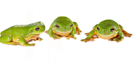three frogs in a row