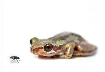 crouching frog and fly