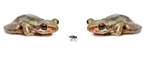 two frogs one fly