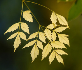 Obraz premium leaves