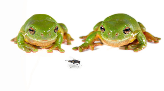 two green tree frogs and a fly