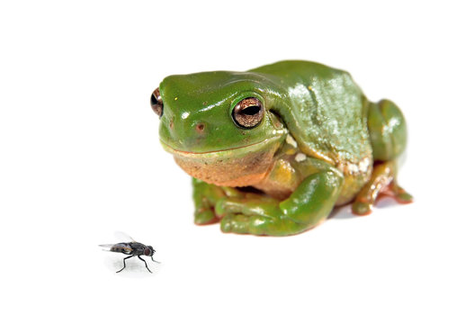 green tree frog and a fly
