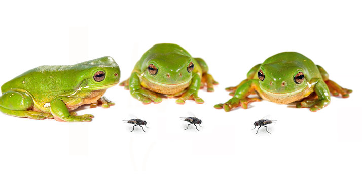 three frogs and flies