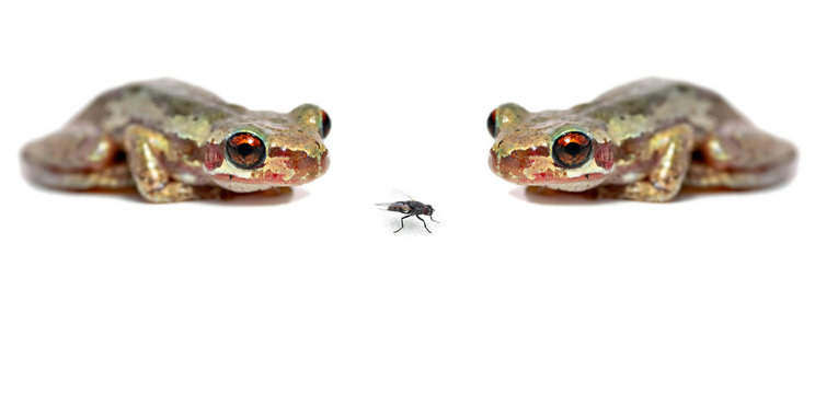 two frogs one fly