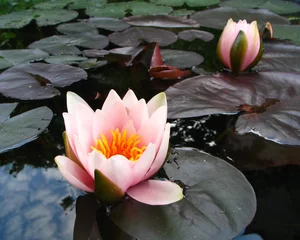 Foto op Plexiglas Waterlelie water lily