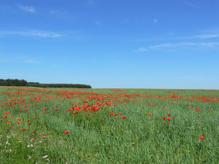 Landscape - poppy's field, blue sky and green grass