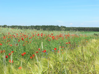 Red Poppy and Corn Filed