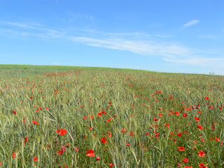 Landscape - poppy's
