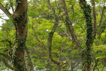 trees and green leafs 